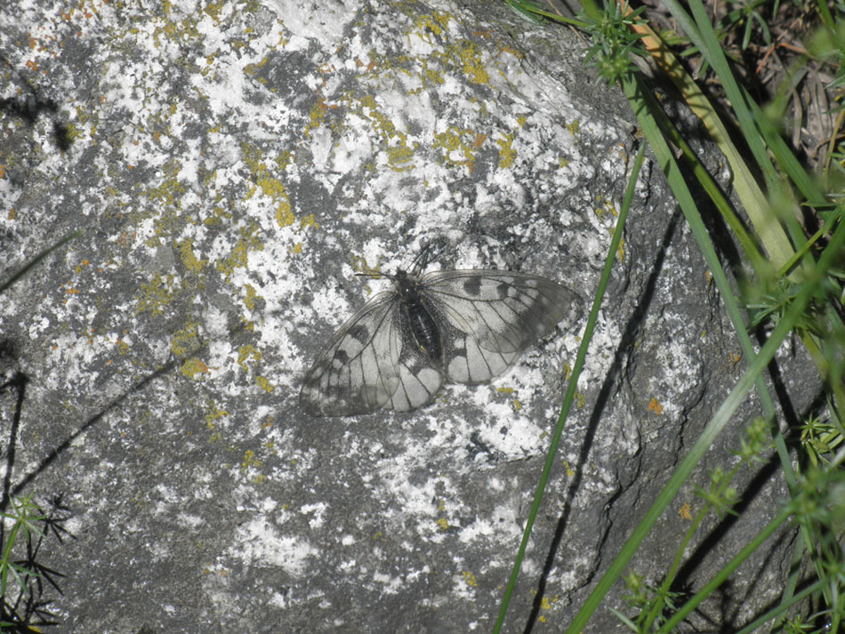 Parnassius mnemosyne